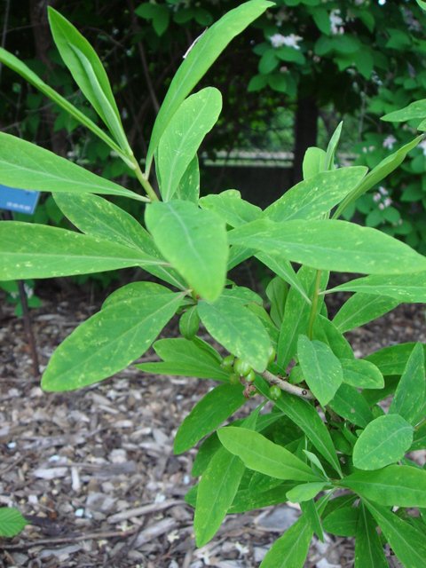 Daphne mezereum feuille